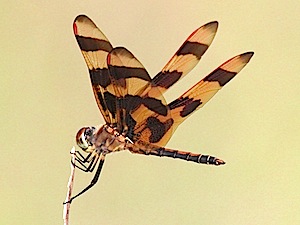 Halloween Pennant - Celithemis eponina